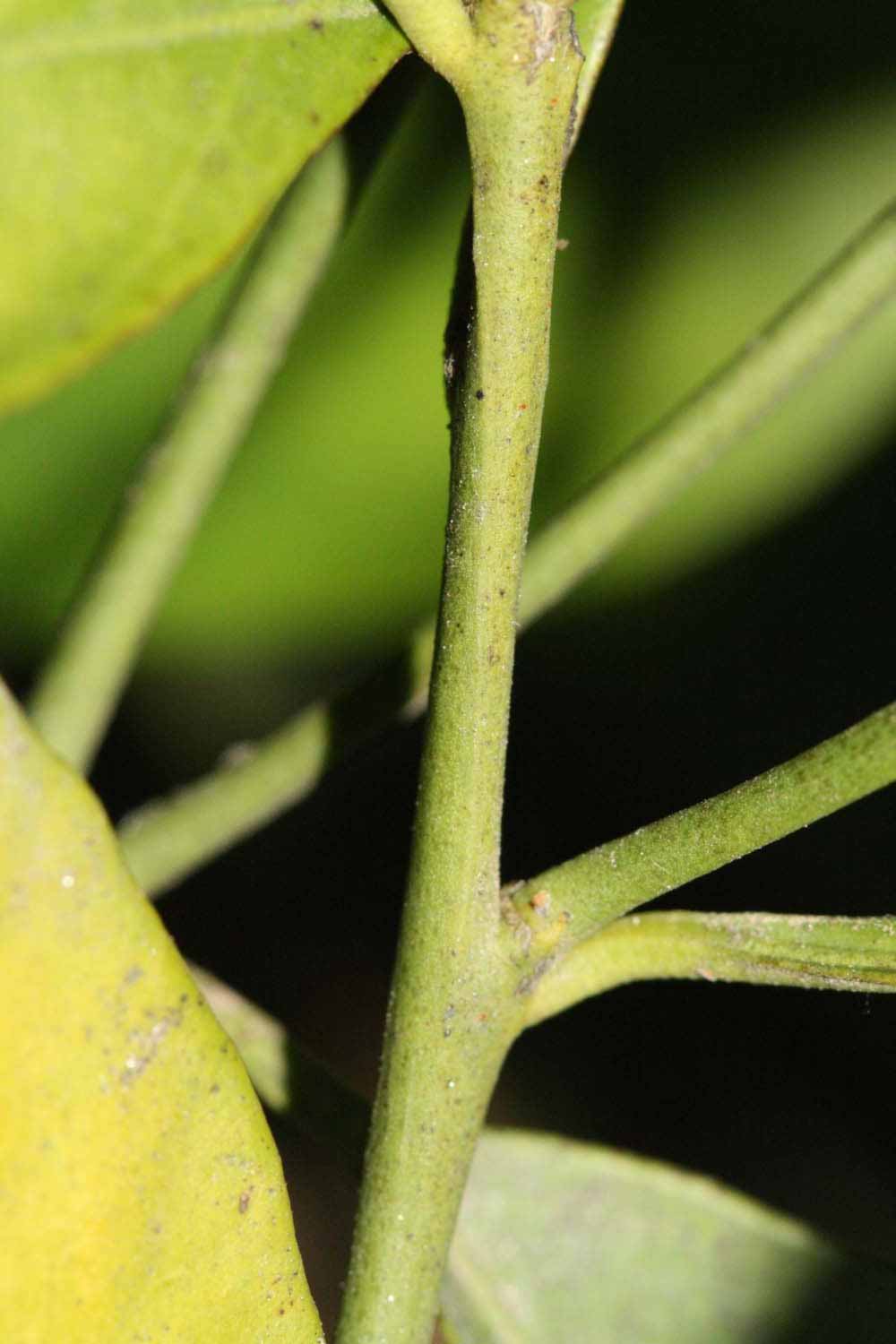              First year twig (Riverside, CA)       